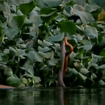 Males demonstrate superiority and dominance with rat snake combat dances.