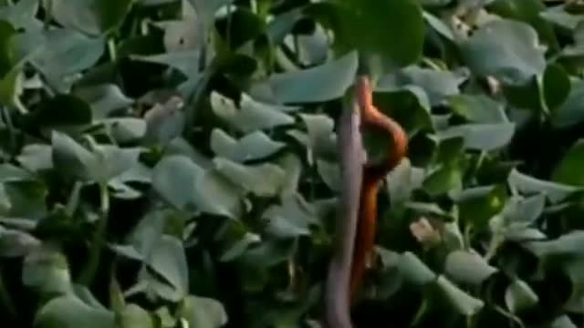 Males demonstrate superiority and dominance with rat snake combat dances.