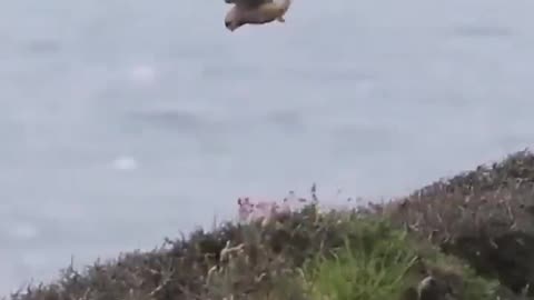 Kestrel is Hovering in a Place Against Strong Winds #shorts #viral #shortsvideo #video