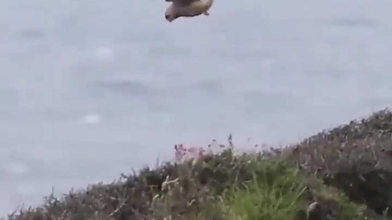 Kestrel is Hovering in a Place Against Strong Winds #shorts #viral #shortsvideo #video