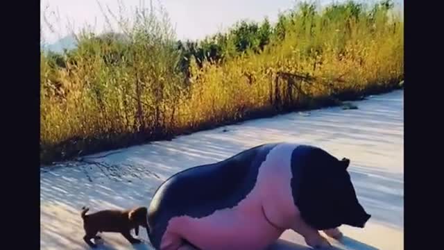Pigs and dogs