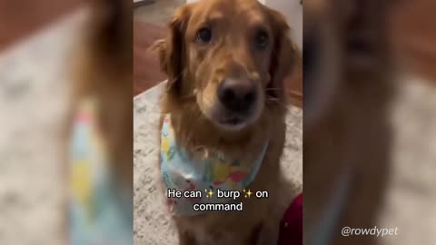 Funny pet animal videos