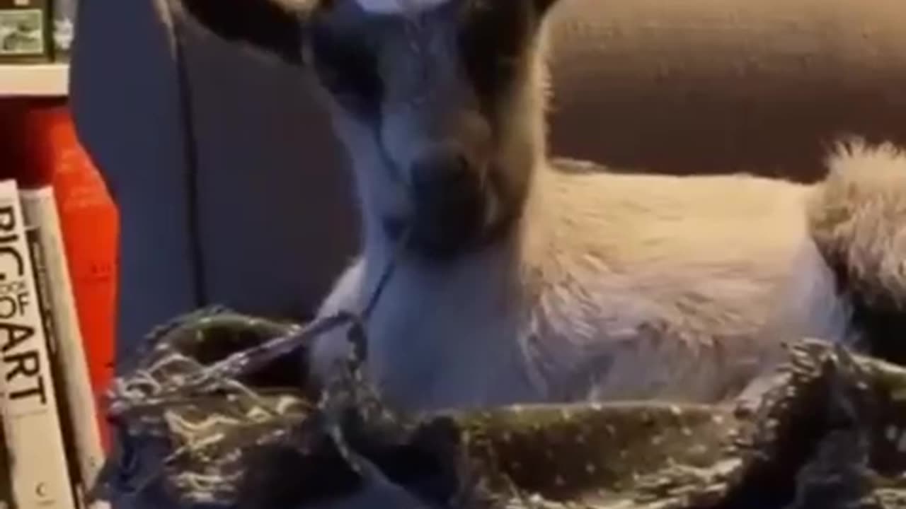 goat routine with high energie 😍😍