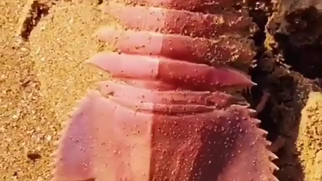what is it?