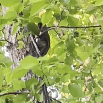 Hidden squirrel in tree