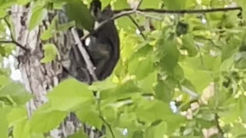 Hidden squirrel in tree