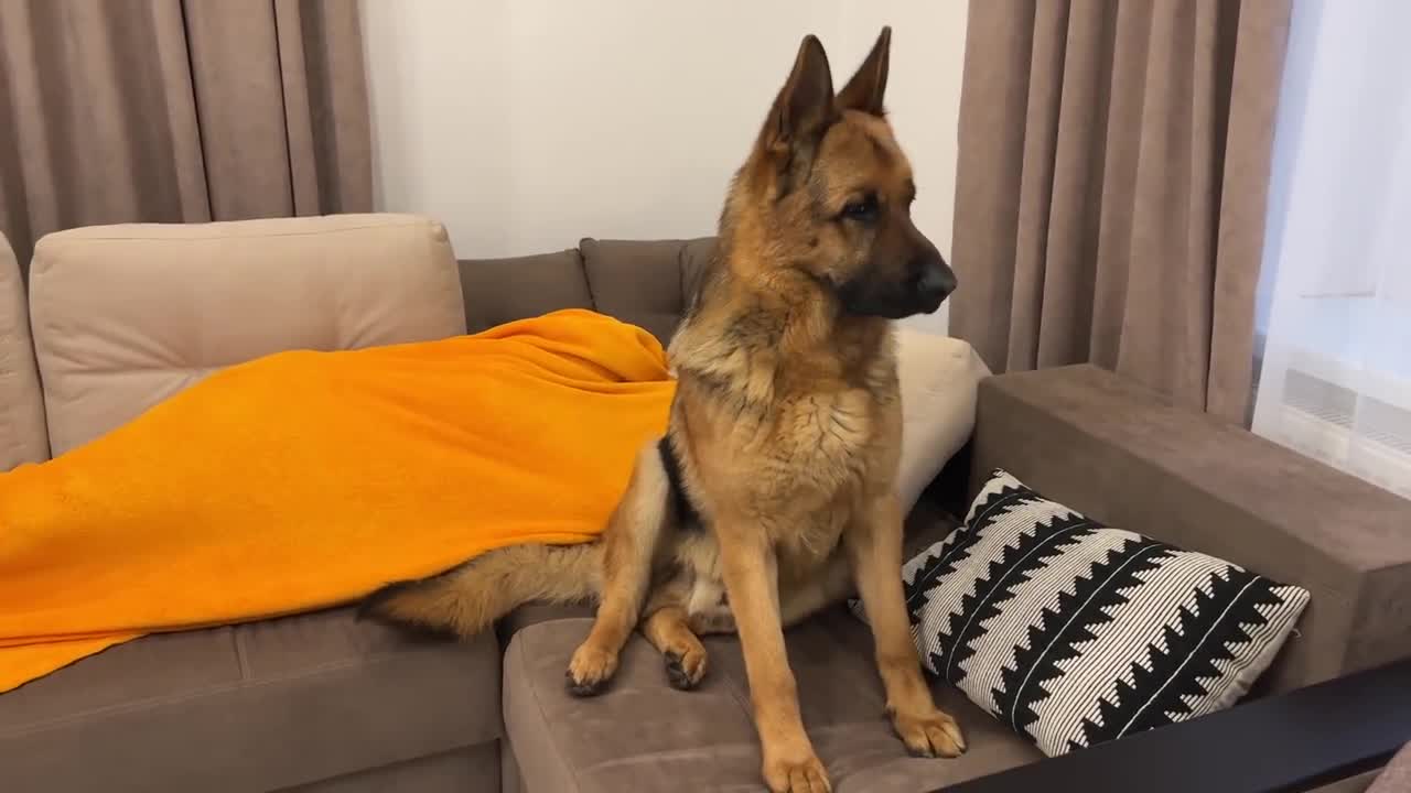 German Shepherd is shocked that he can't find his human owner
