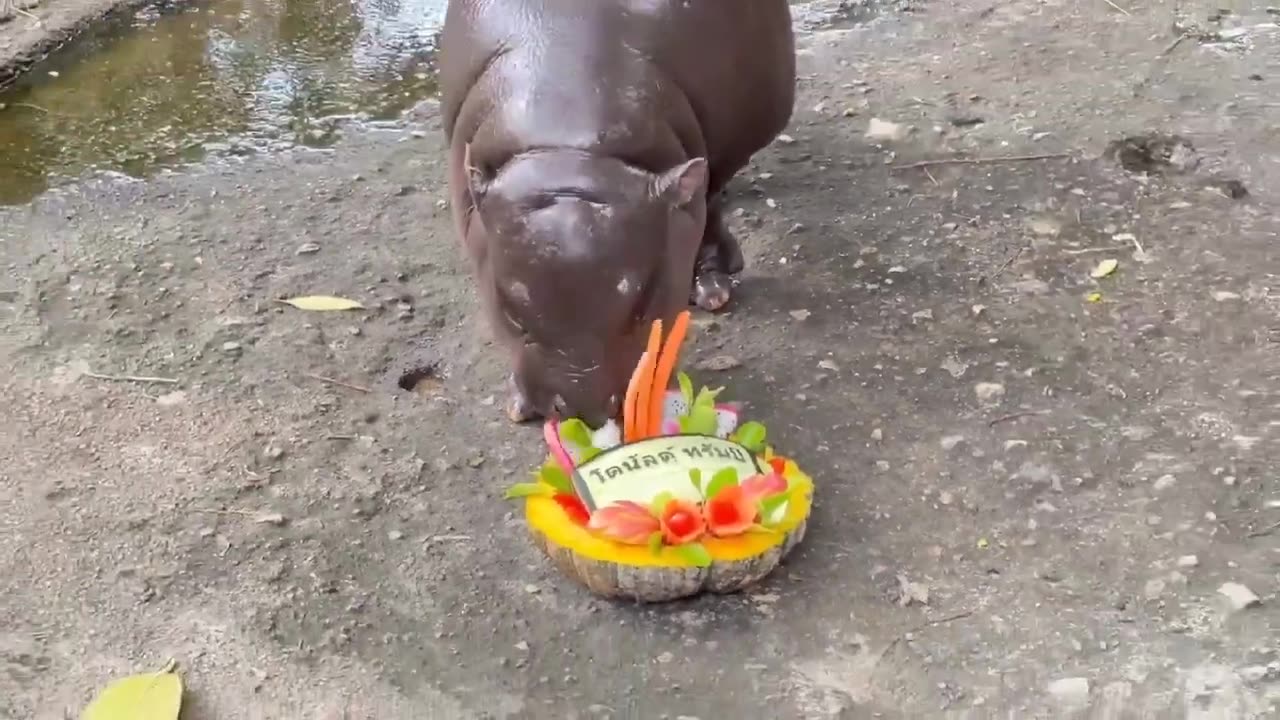 Celebrity baby hippo Moo Deng predicts Trump will win US election based on which cake she eats