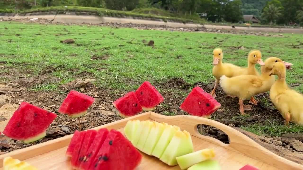 Smart Bim Bim picks watermelons to make watermelon ice cream for ducklings-14