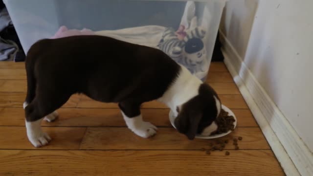 ADVENTURES OF TUBBY EPISODE ONE