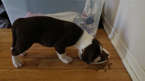 ADVENTURES OF TUBBY EPISODE ONE
