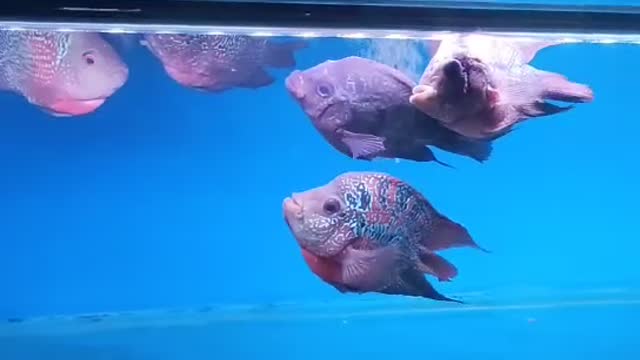 two colored fish
