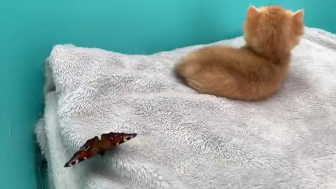 Golden kitten meet a butterfly for the first time