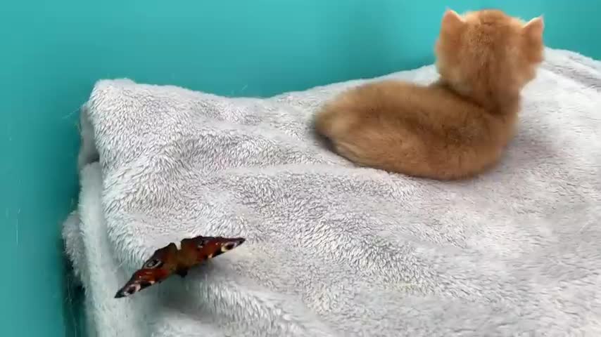 Golden kitten meet a butterfly for the first time
