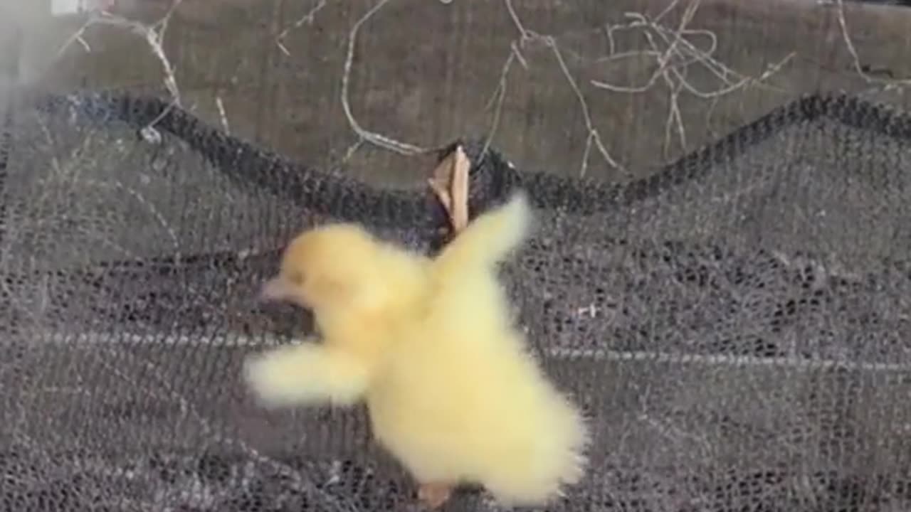 escaped duckling