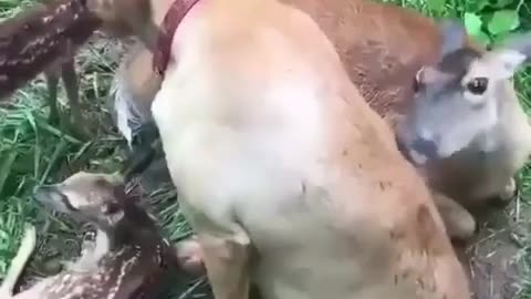 Doggo enjoying the company of fawns