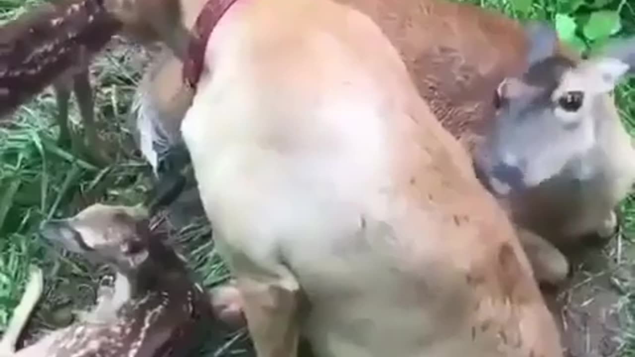 Doggo enjoying the company of fawns