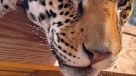 A Jaguar Boop