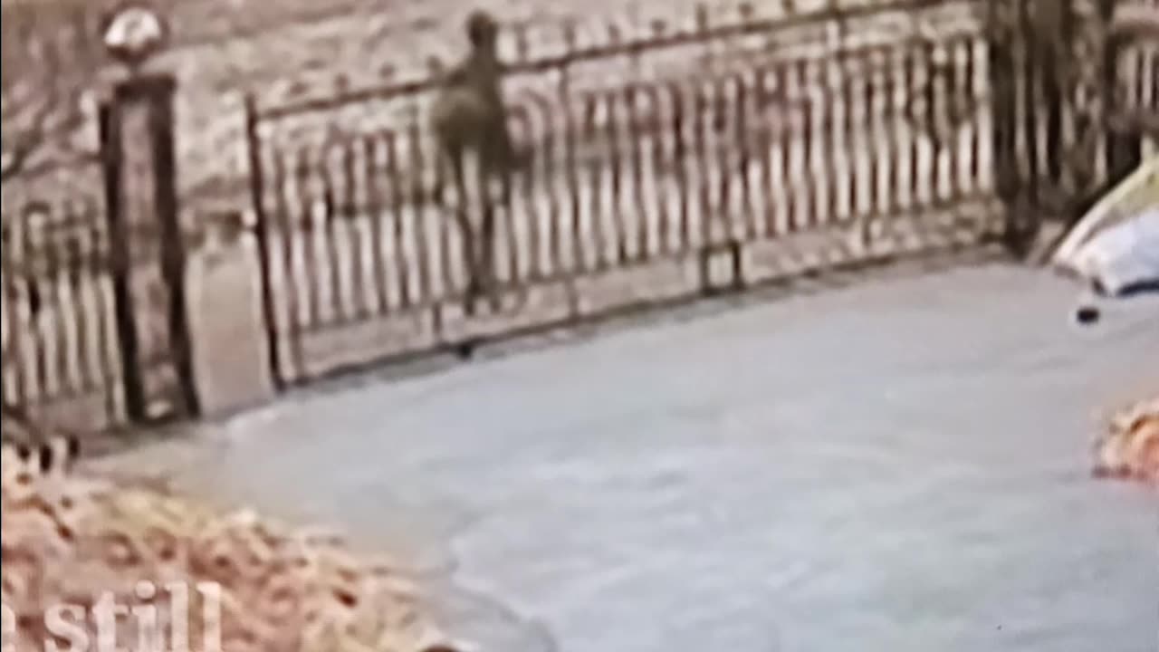 Man barely escapes tiger attack