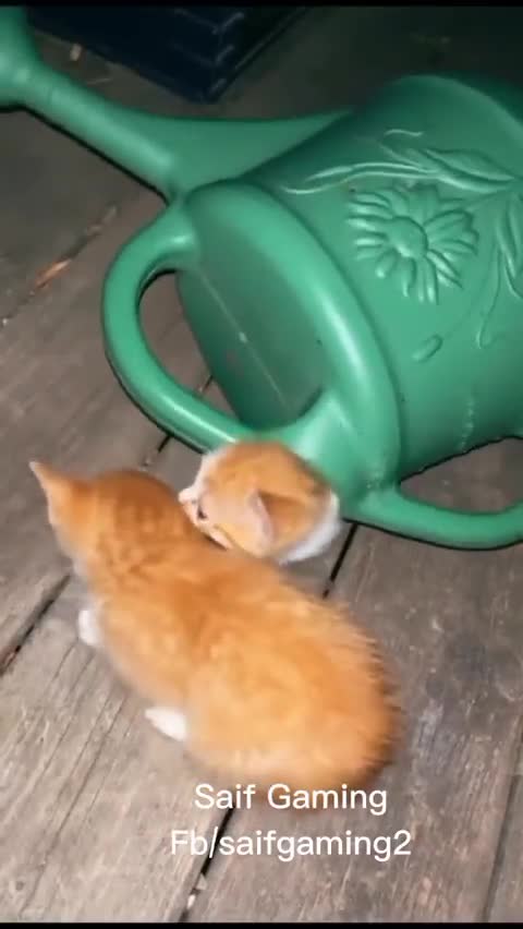 ΠΟΣΑ ΓΑΤΑΚΙΑ ΕΙΔΑΤΕ??????