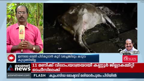 കടുവാ ഭീതിയിൽ മൂന്നാർ, നൈമക്കാട് ഇന്നും അഞ്ചു പശുക്കളെതൊഴിലാളികൾ ഭീതിയിൽ-Tiger Fear_Cut