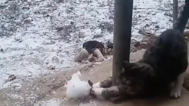 Have you ever seen a cat have so much fun in the snow?