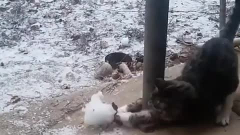 Have you ever seen a cat have so much fun in the snow?