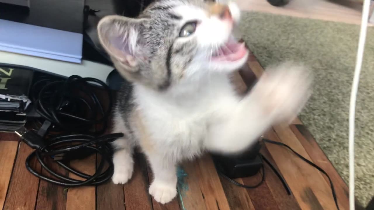 Cat Playing with cable