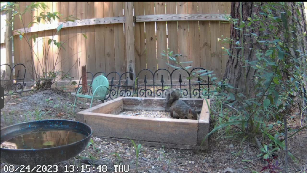 Live outdoor cam