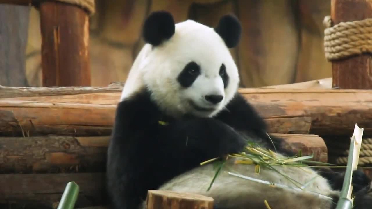 The giant panda is a national treasure