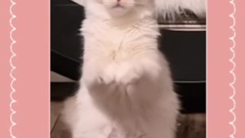 Cute Cat Gif