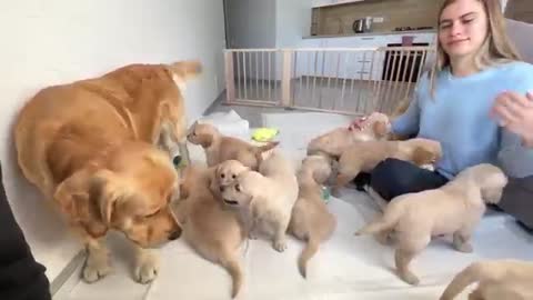 Golden Retriever Dad Meets His 11 Puppies