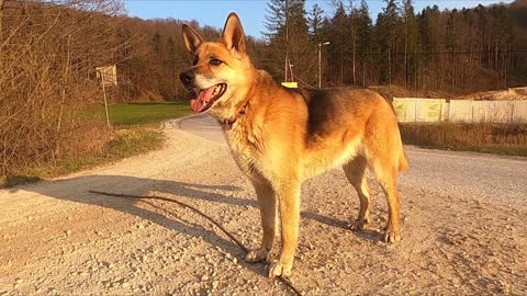 A dog in the woods with the sunset