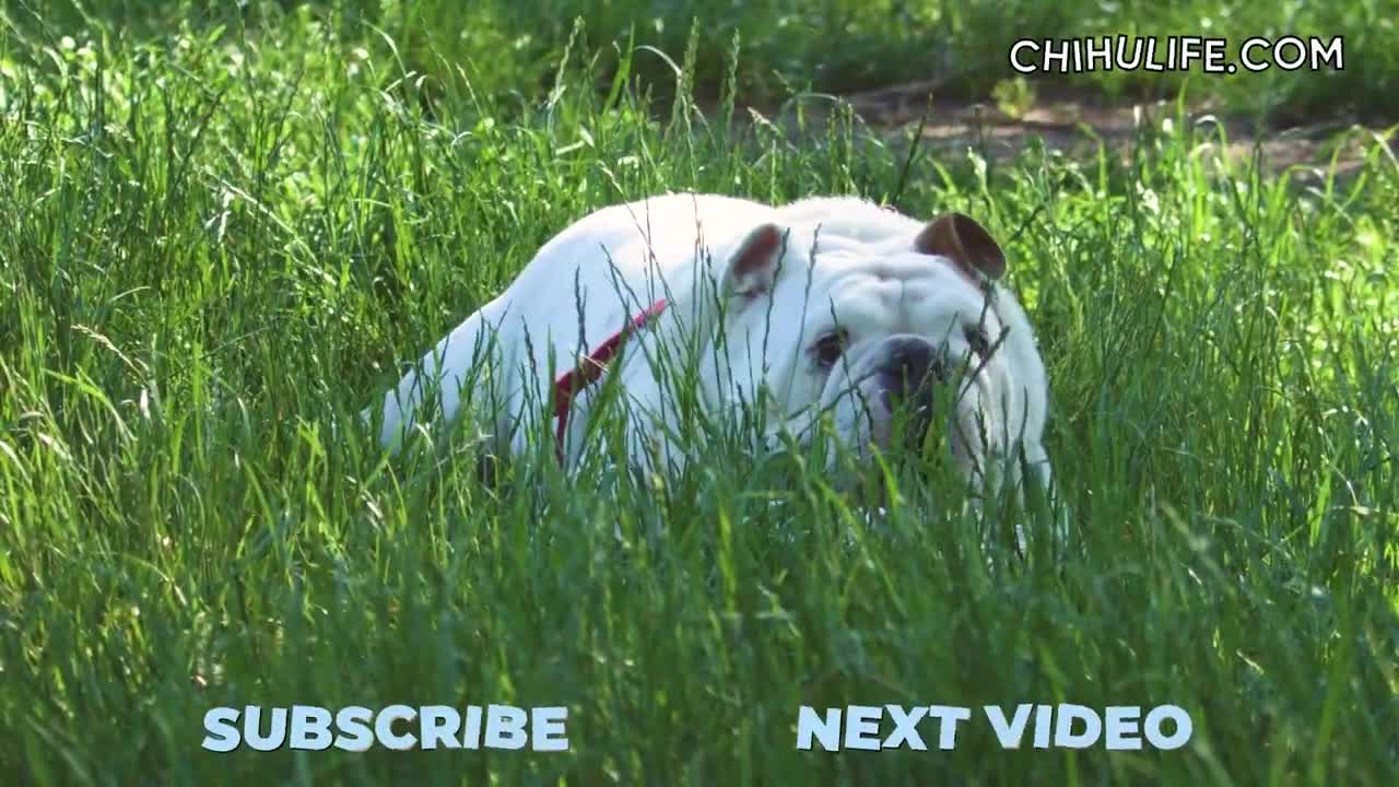 English Bulldog Breed Facts and Personality Traits