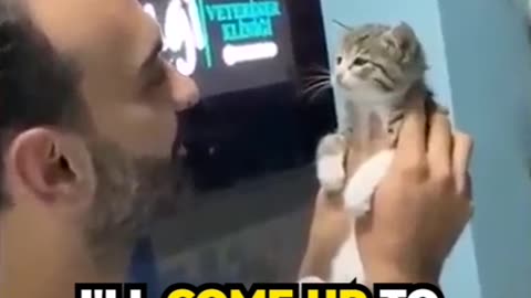 Funny Video Cats are Queens