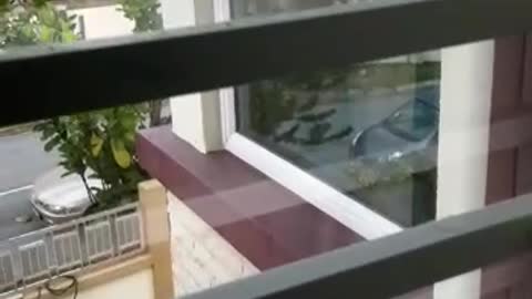 Bird Wants in the Window