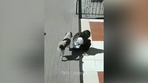 Funniest Cats and Dogs Videos 2023 😂 😻🐶 Part 1