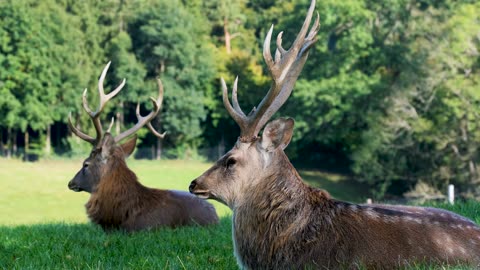 Deer Wild Antler Forest