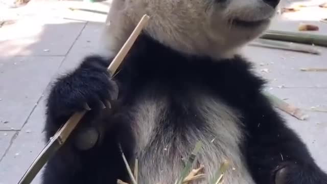 Pandas eat bamboo and skin it