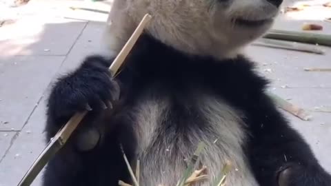 Pandas eat bamboo and skin it