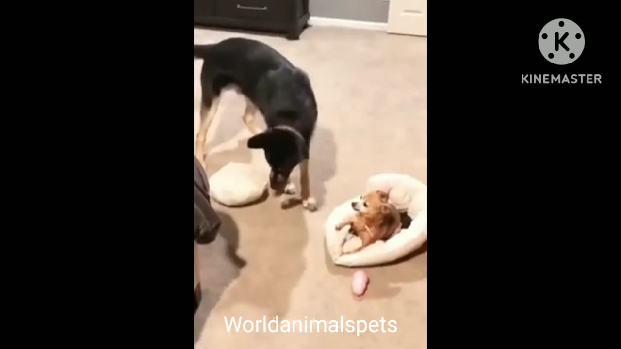 Very funny animals