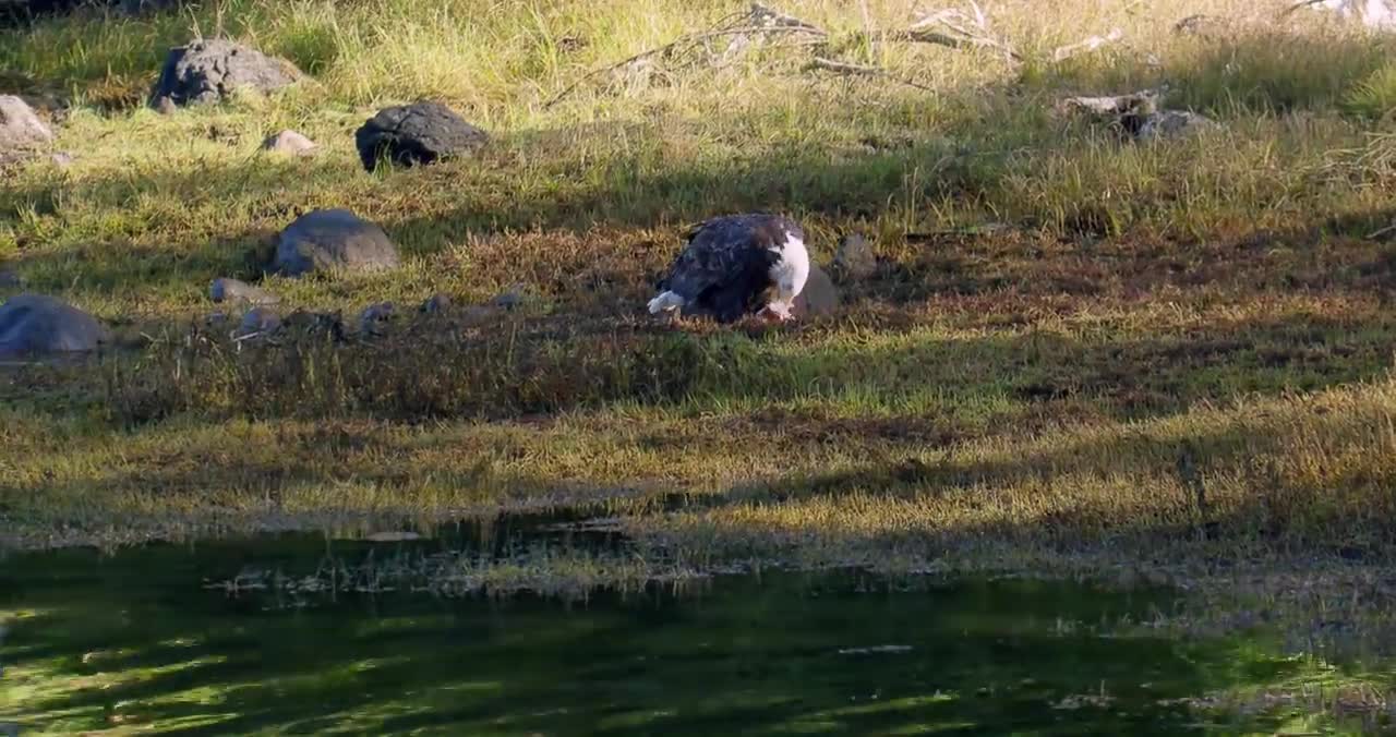 Bald Eagle: America’s Fursona
