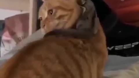 Funny animal video