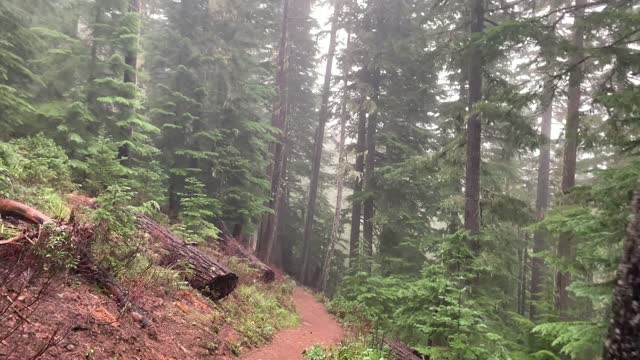 Light Misty Fog in Old Growth Classic Forest – Mount Hood National Forest – Oregon – 4K