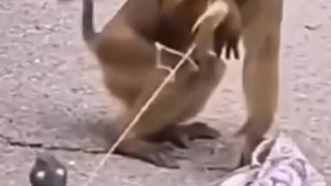 Snake prank on poor monkey 😂🤣