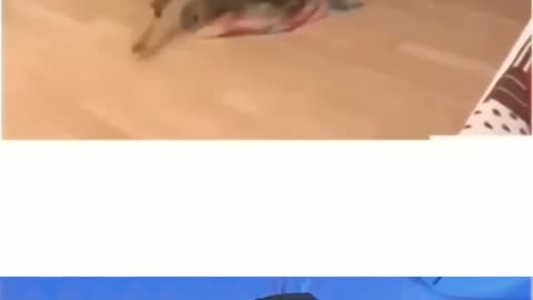 FUNNY FAILS 😆🤣 #1