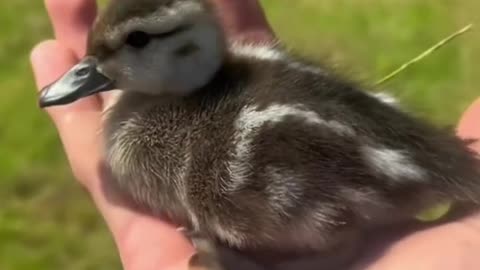 The duckling that brought love ❤️