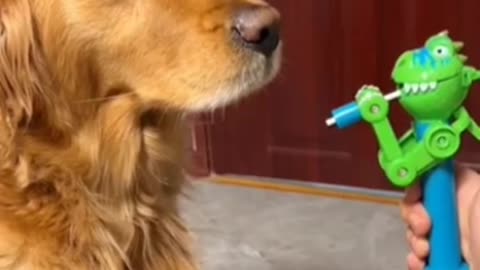 Don't try to laugh 🤣,Dog funny video