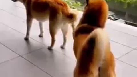 Fun with Animals😀😅