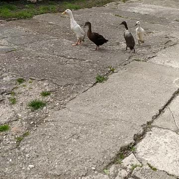 Ballerina ducks